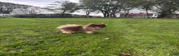 Pomeranian dogs for stud: Casanova (PROVEN STUD) KC Registered  - Advert 11