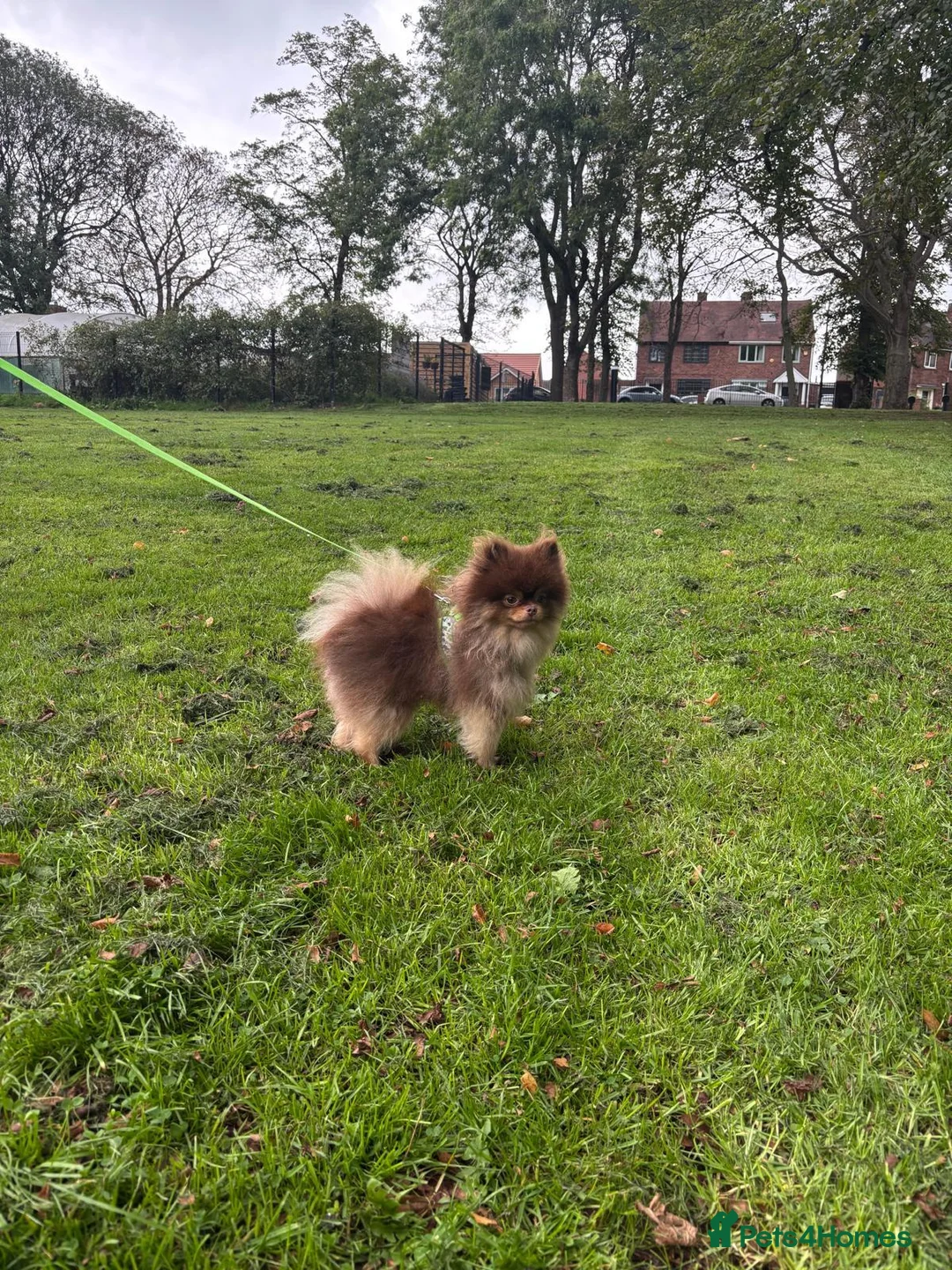Pomeranian dogs for stud: Casanova (PROVEN STUD) KC Registered  - Advert 11