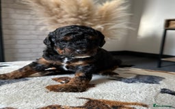 Cockapoo dogs for sale: Not Just Any Cockapoo Puppies – The Special Few - Image 11