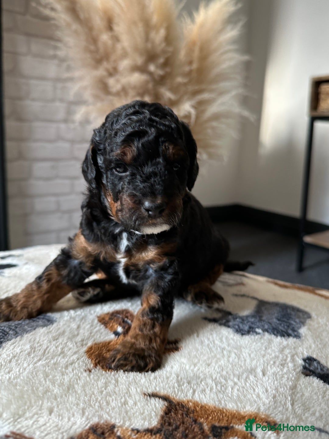 Cockapoo dogs for sale: Not Just Any Cockapoo Puppies – The Special Few - Image 11