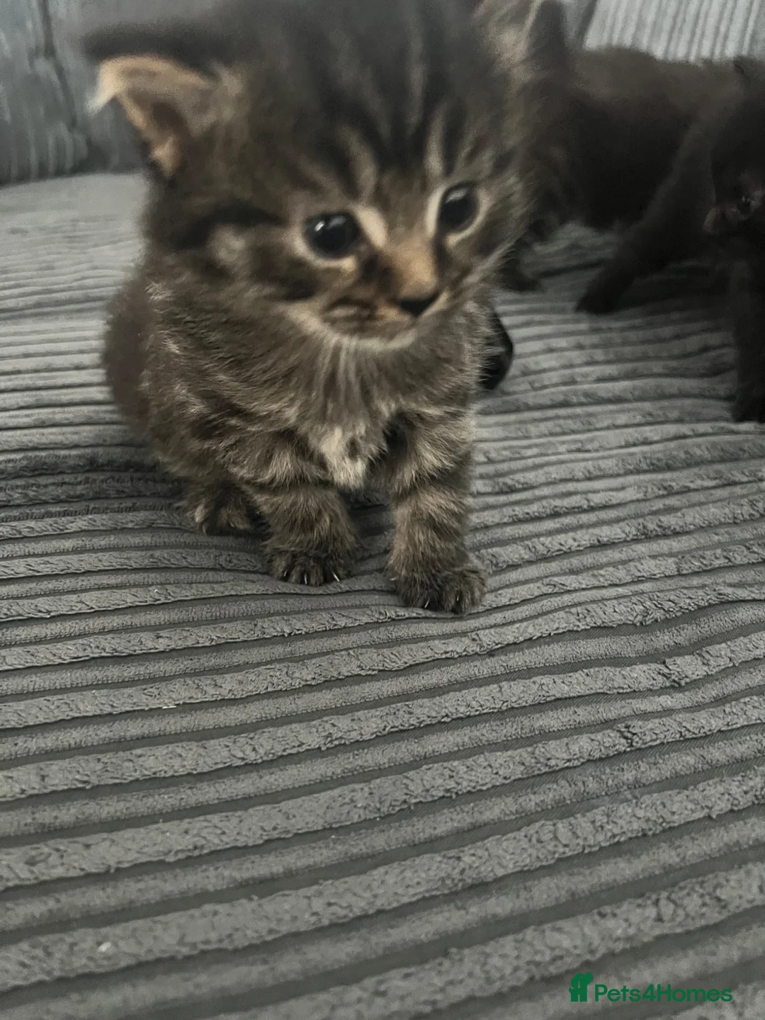 Ragdoll cats for sale: 3 beautiful mixed breed kittens  in Thornton Heath - Advert 1