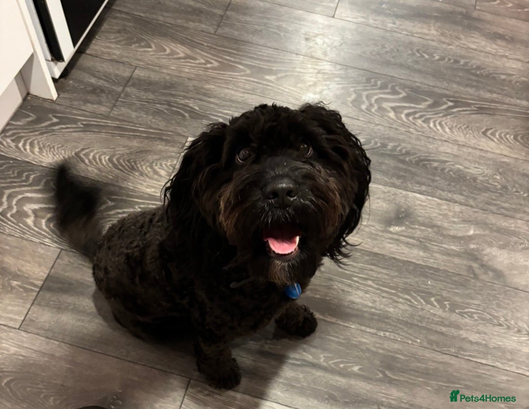 Cockapoo dogs for sale: 🐾 F2 COCKAPOO PUPPIES 🐾 - Advert 5