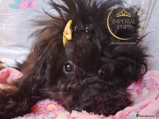 Toy Poodle dogs Asian toy poodle round eyes sable flat muzzle - Advert 3