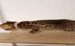 Bengal cats for sale: 6 beautiful bengal kittens ready soon  - Image 15