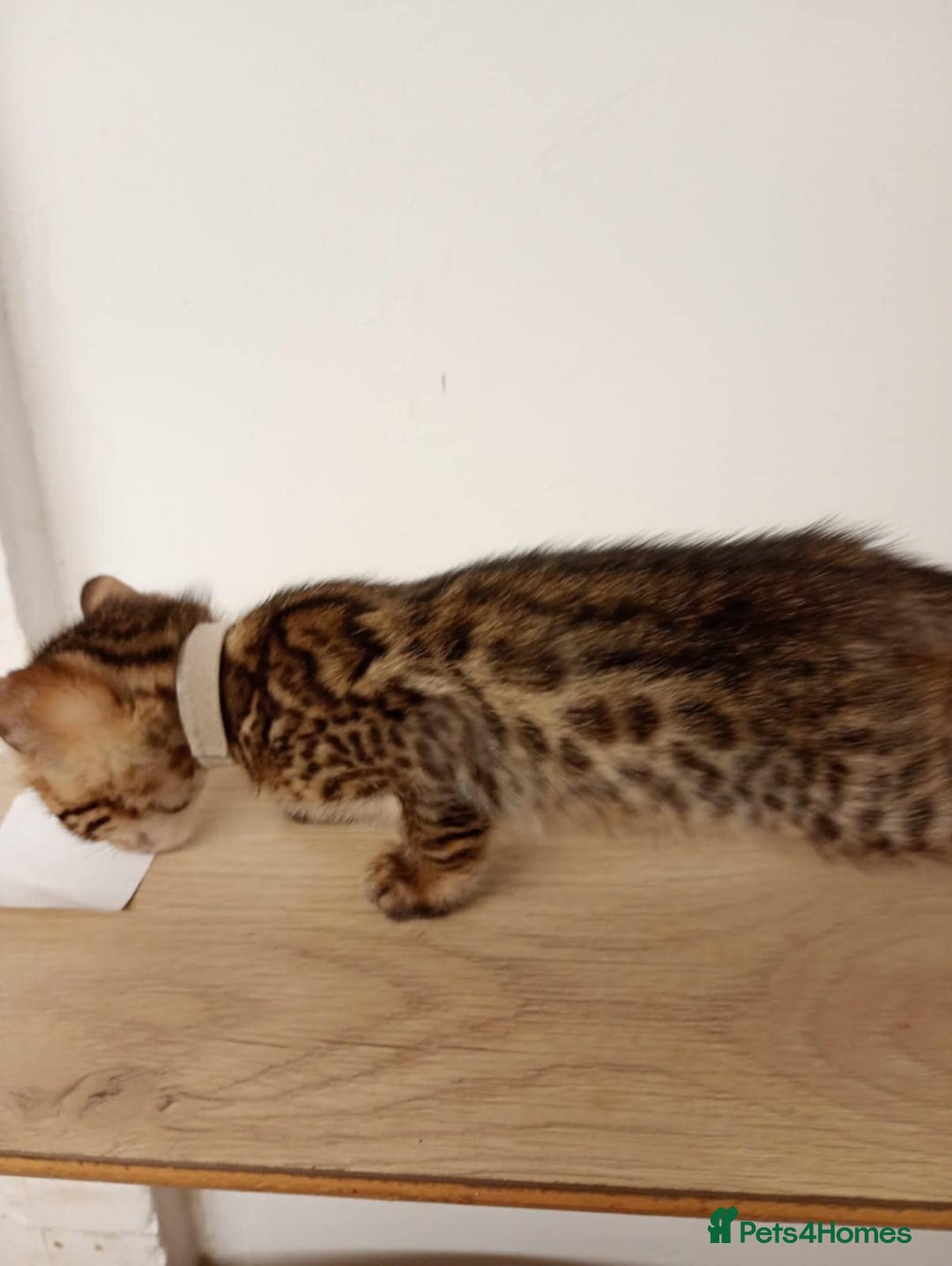 Bengal cats for sale: 6 beautiful bengal kittens ready soon  - Image 15