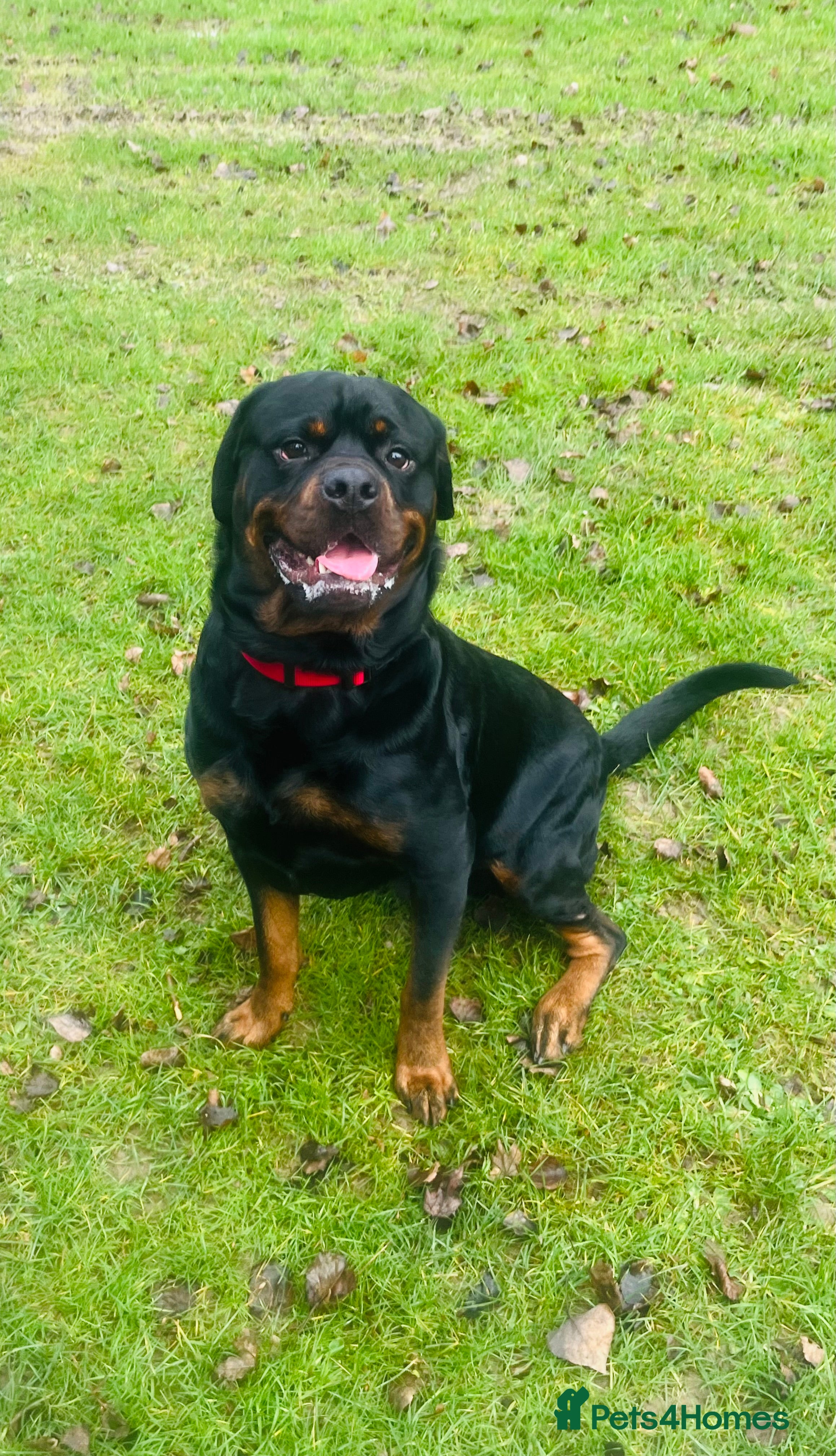 Rottweiler dogs 3 year old Rottweiler for stud - Advert 16