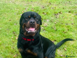 Rottweiler dogs 3 year old Rottweiler for stud - Advert 17
