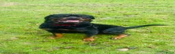 Rottweiler dogs for stud: 3 year old Rottweiler for stud - Advert 1