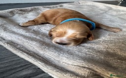 Cocker Spaniel dogs for sale: Stunning KC show cocker spaniels  - Image 7