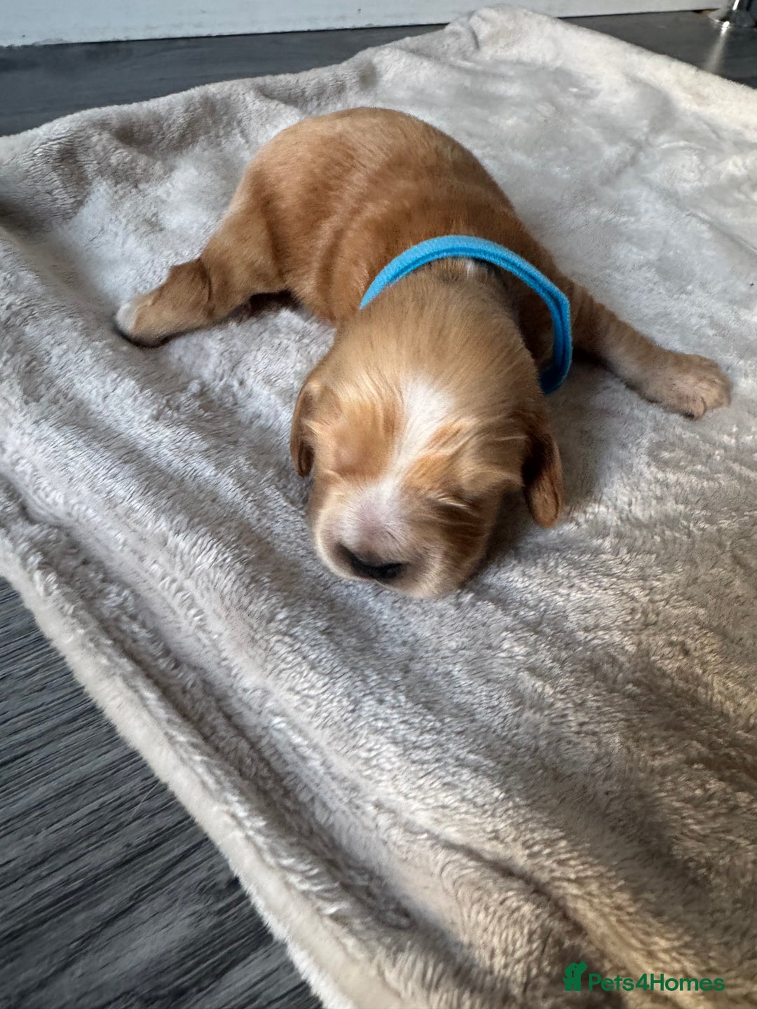 Cocker Spaniel dogs for sale: Stunning KC show cocker spaniels  - Image 7