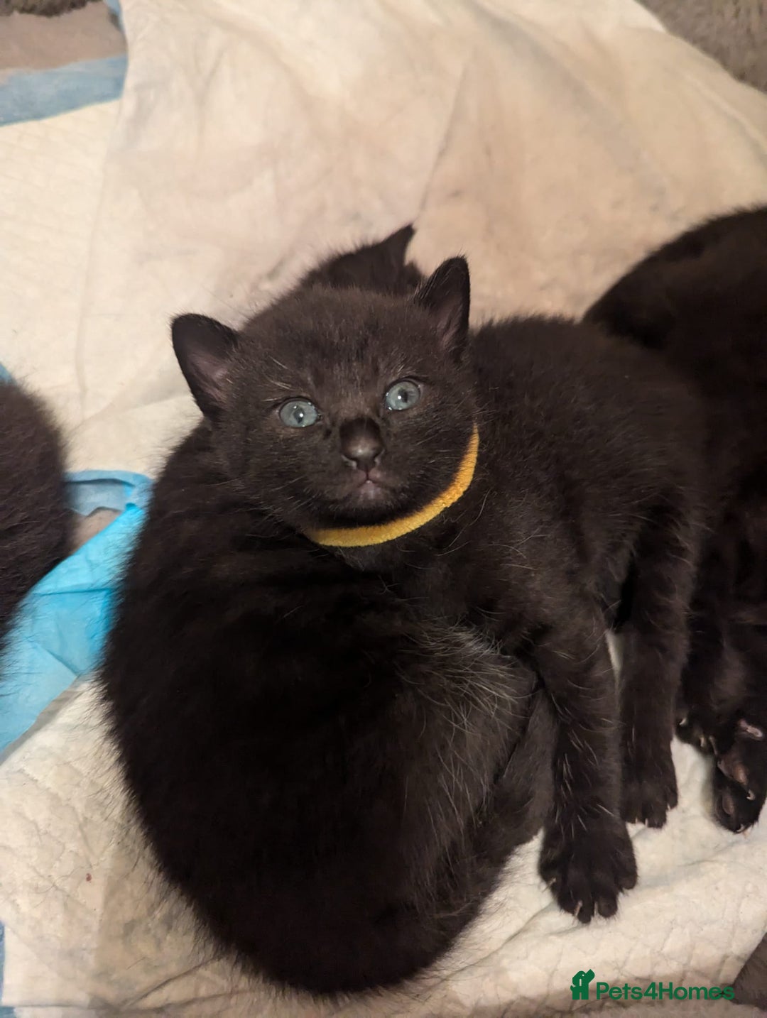 American Shorthair cats for sale: Selling black kittens  - Image 3