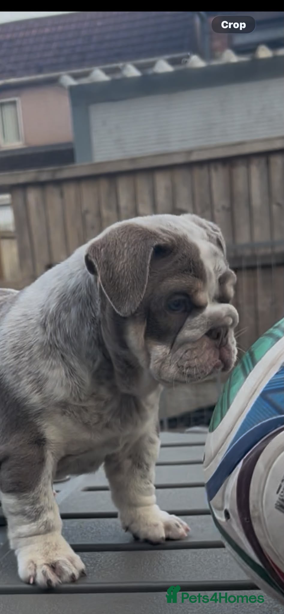 English Bulldog dogs READY TO LEAVE Fluffy English Bulldog Puppies - Advert 20