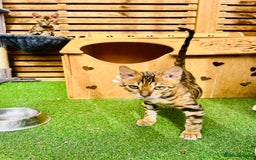 Bengal cats for sale: Stunning 5 Generations Pedigree kittens in London - Image 5