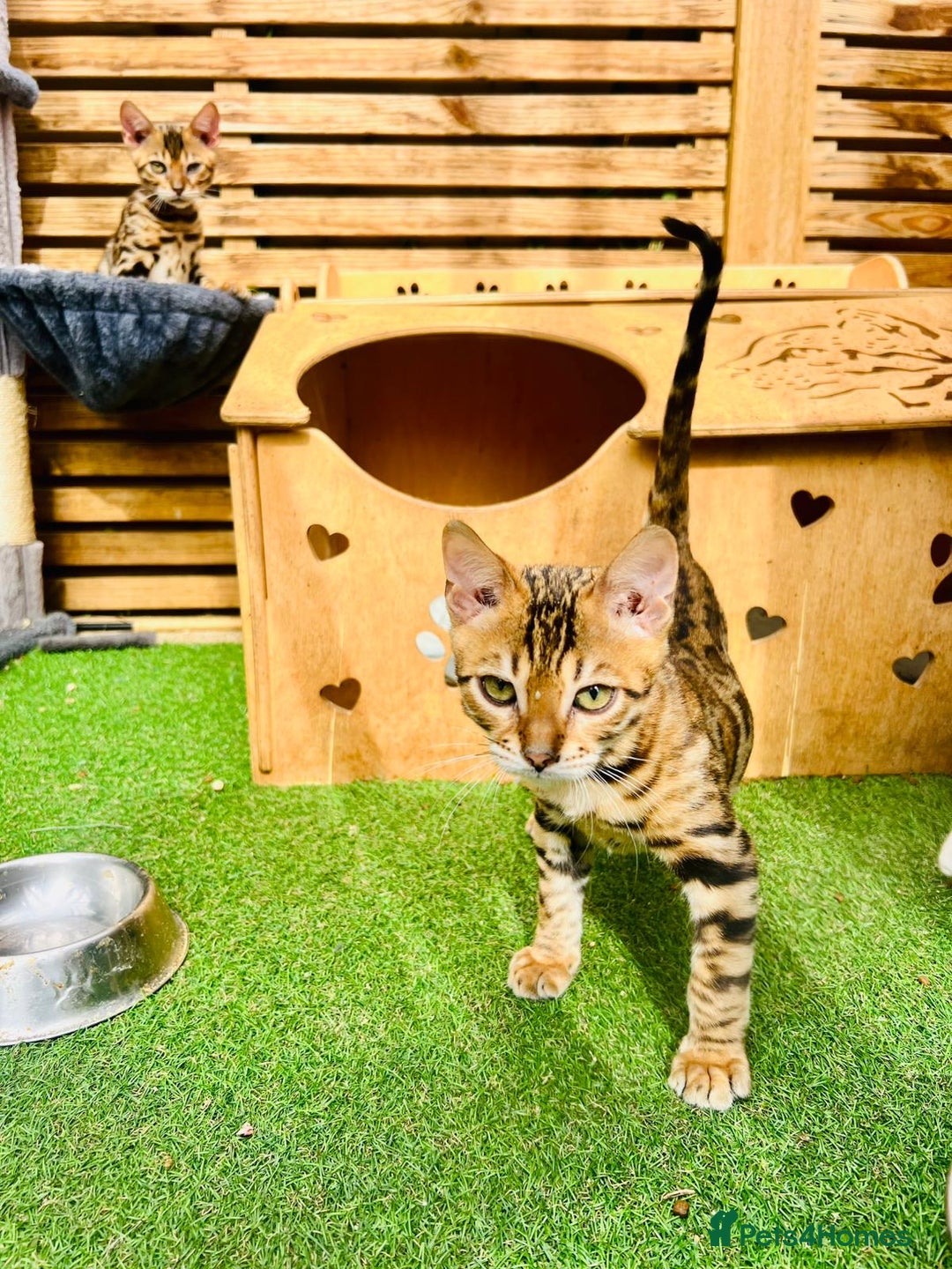 Bengal cats for sale: Stunning 5 Generations Pedigree kittens in London - Image 5