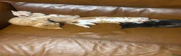 Mixed Breed cats for sale: Adorable kittens for sale in Newport - Advert 2