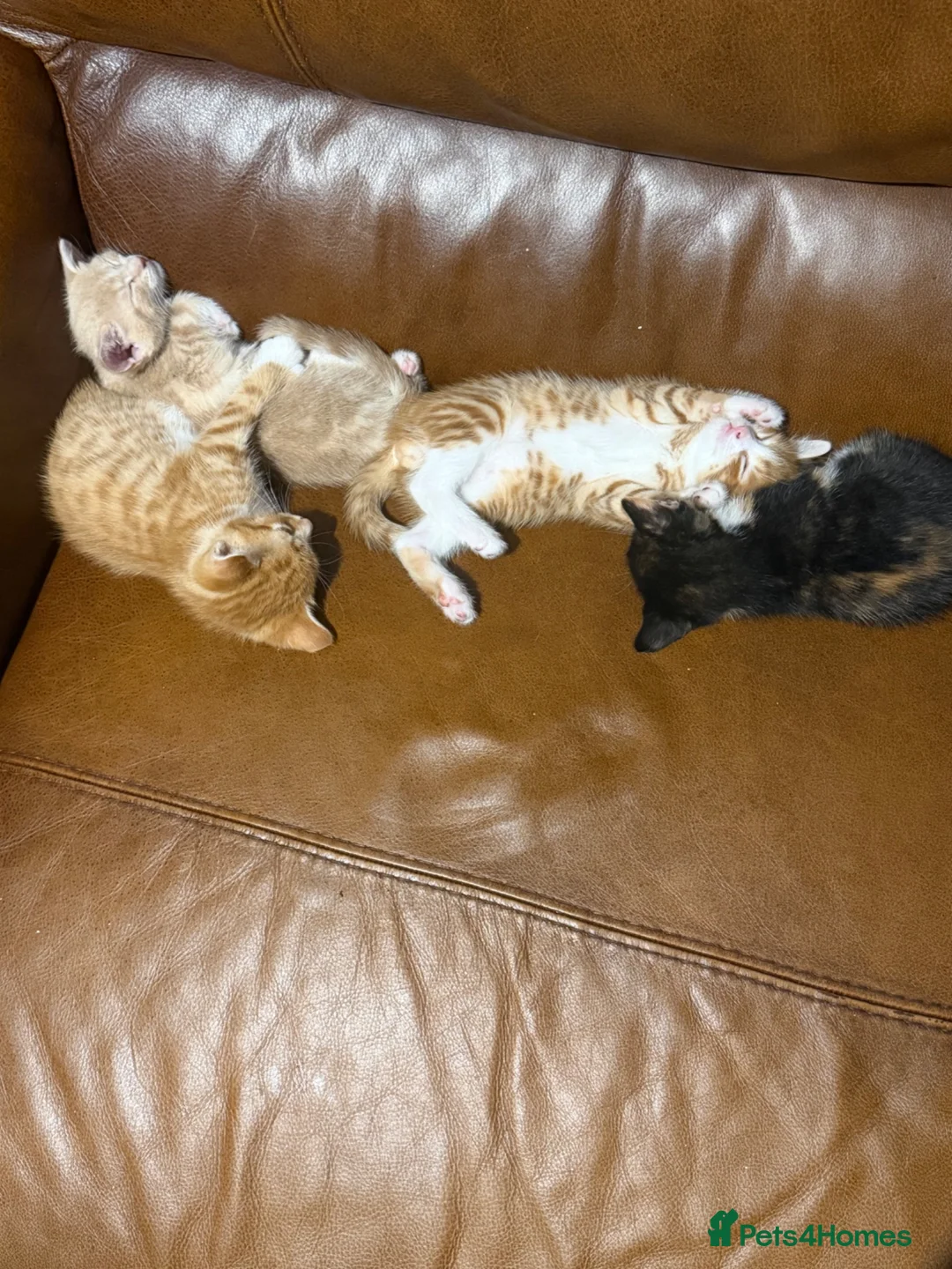 Mixed Breed cats for sale: Adorable kittens for sale in Newport - Advert 2