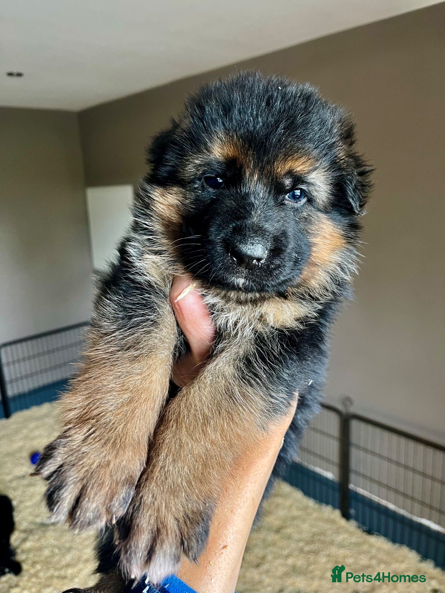 German Shepherd dogs Beautiful KC Reg puppies for sale  - Advert 1