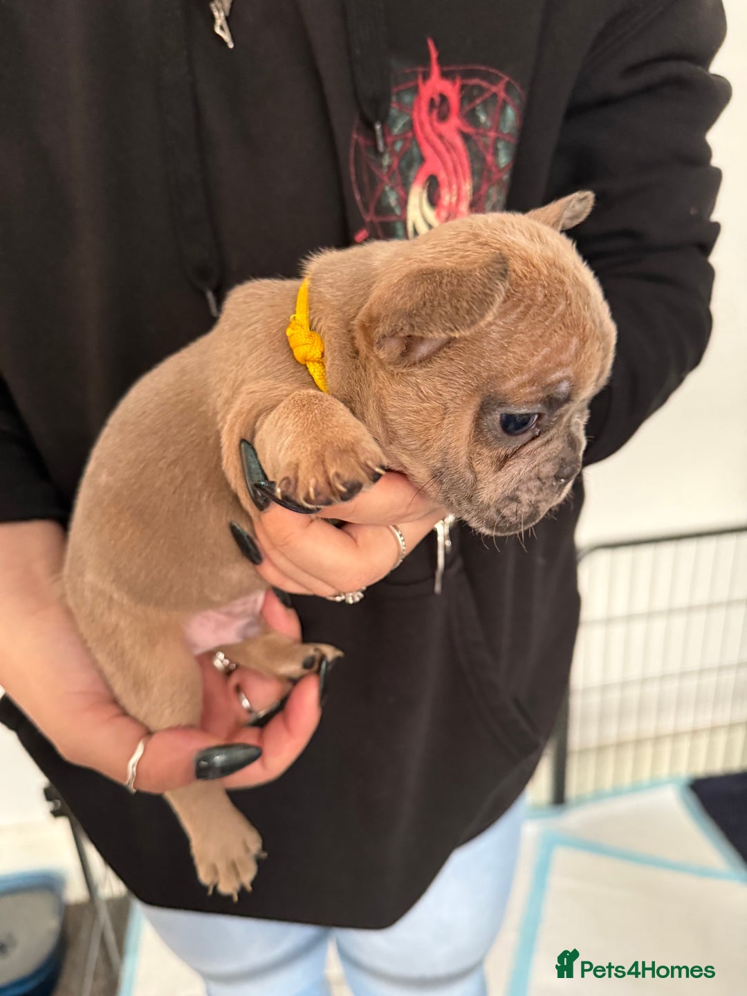 French Bulldog dogs for sale: French bulldog puppies - Advert 9