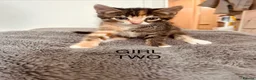 Mixed Breed cats for sale: Kittens 1/2 Maine coon. 8wks & ready to leave.  - Advert 5