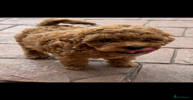 Cavapoo dogs - Advert 6