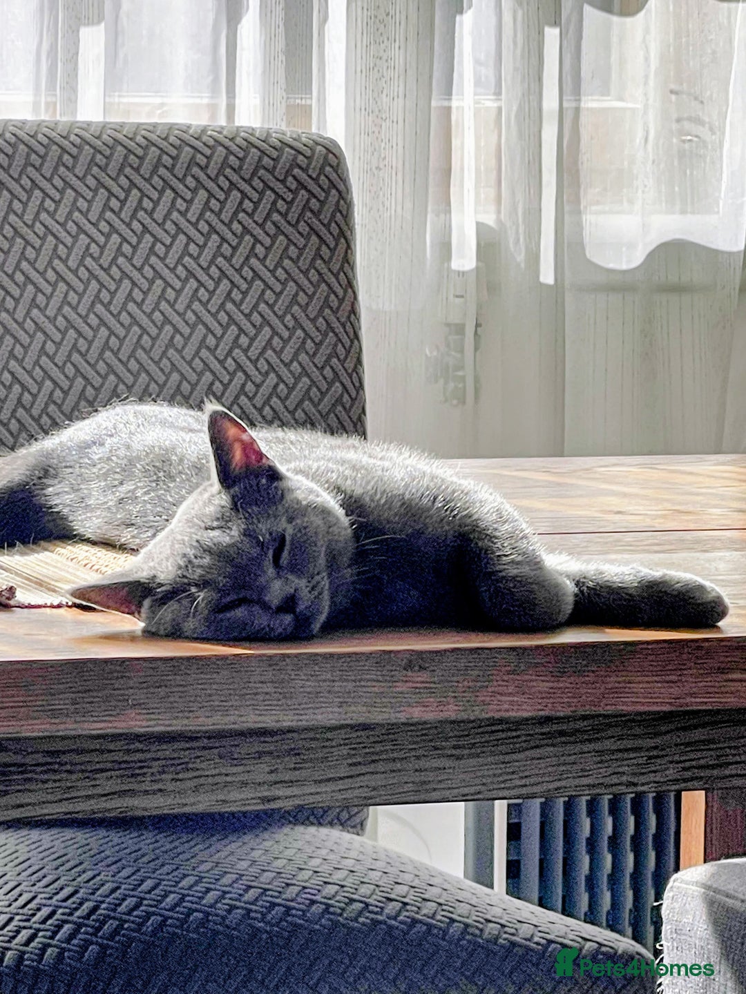 British Shorthair cats for stud: Sukkar  - Advert 2