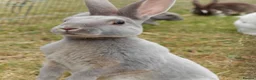 Rex rabbits for sale: Mini Rex Rabbits  - Advert 9