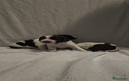 Sprocker dogs for sale: Adorable Sprocker Puppies  - Image 2