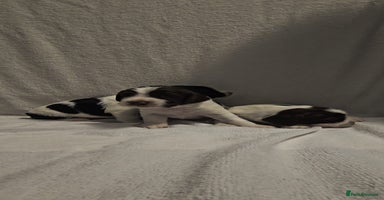Sprocker dogs - Advert 7
