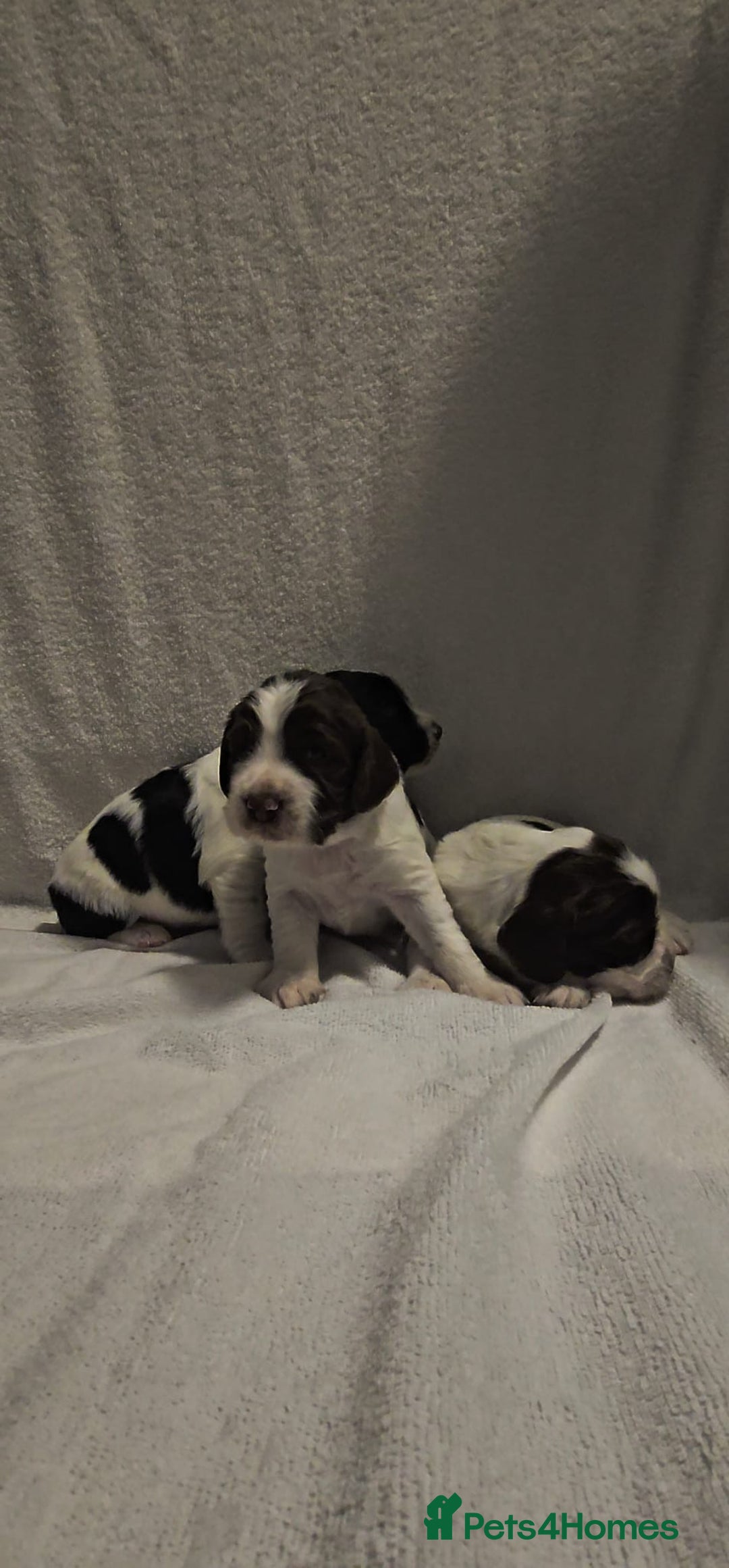 Sprocker dogs for sale: Adorable Sprocker Puppies  - Image 2