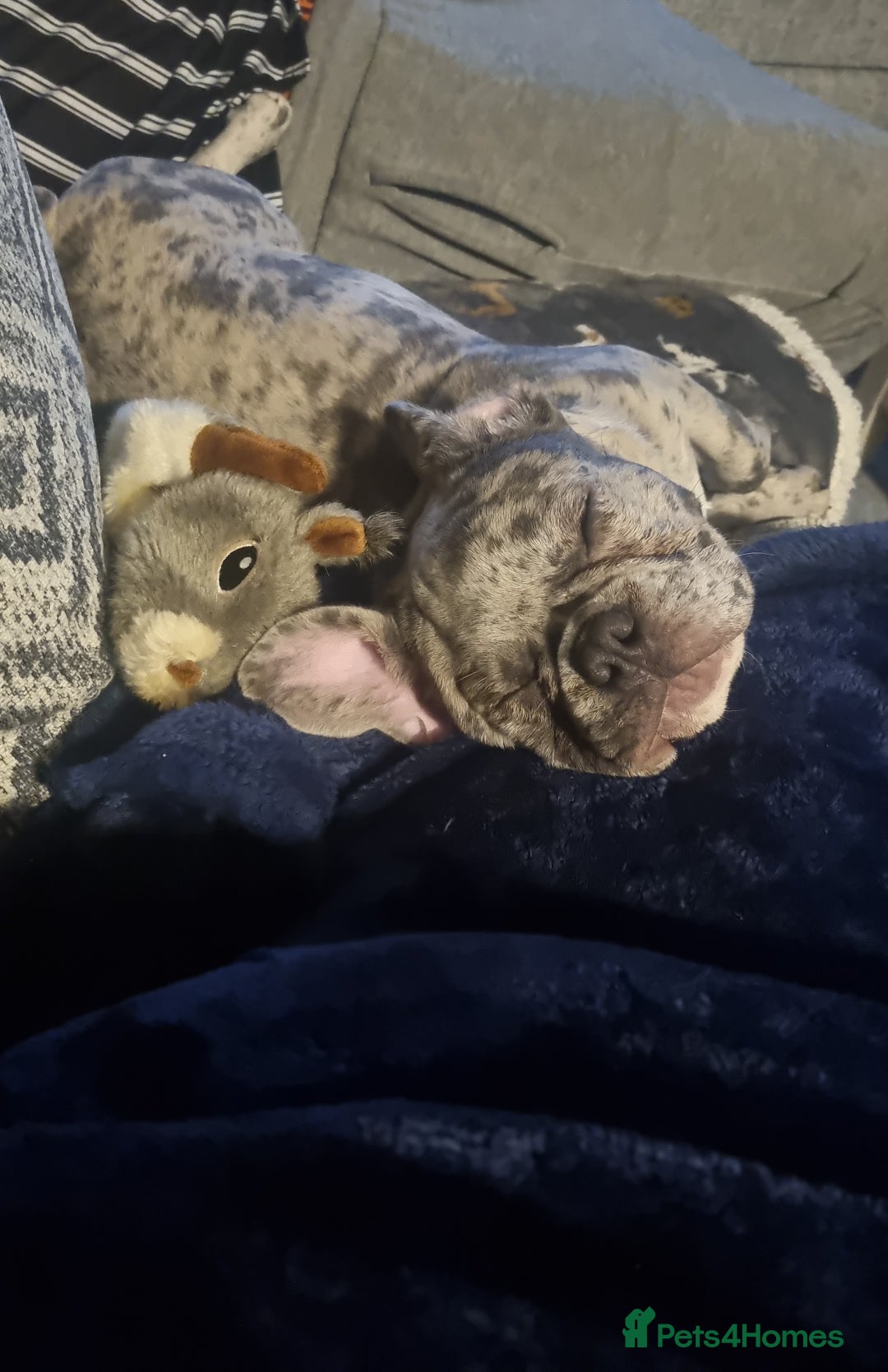 French Bulldog dogs for stud: Male French bulldog for stud in Bristol - Advert 9