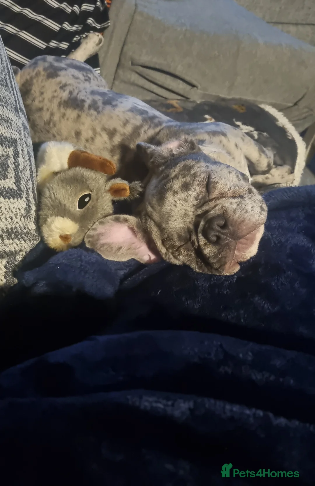 French Bulldog dogs for stud: Male French bulldog for stud in Bristol - Advert 9