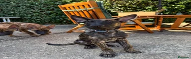 Belgian Shepherd Dog 5