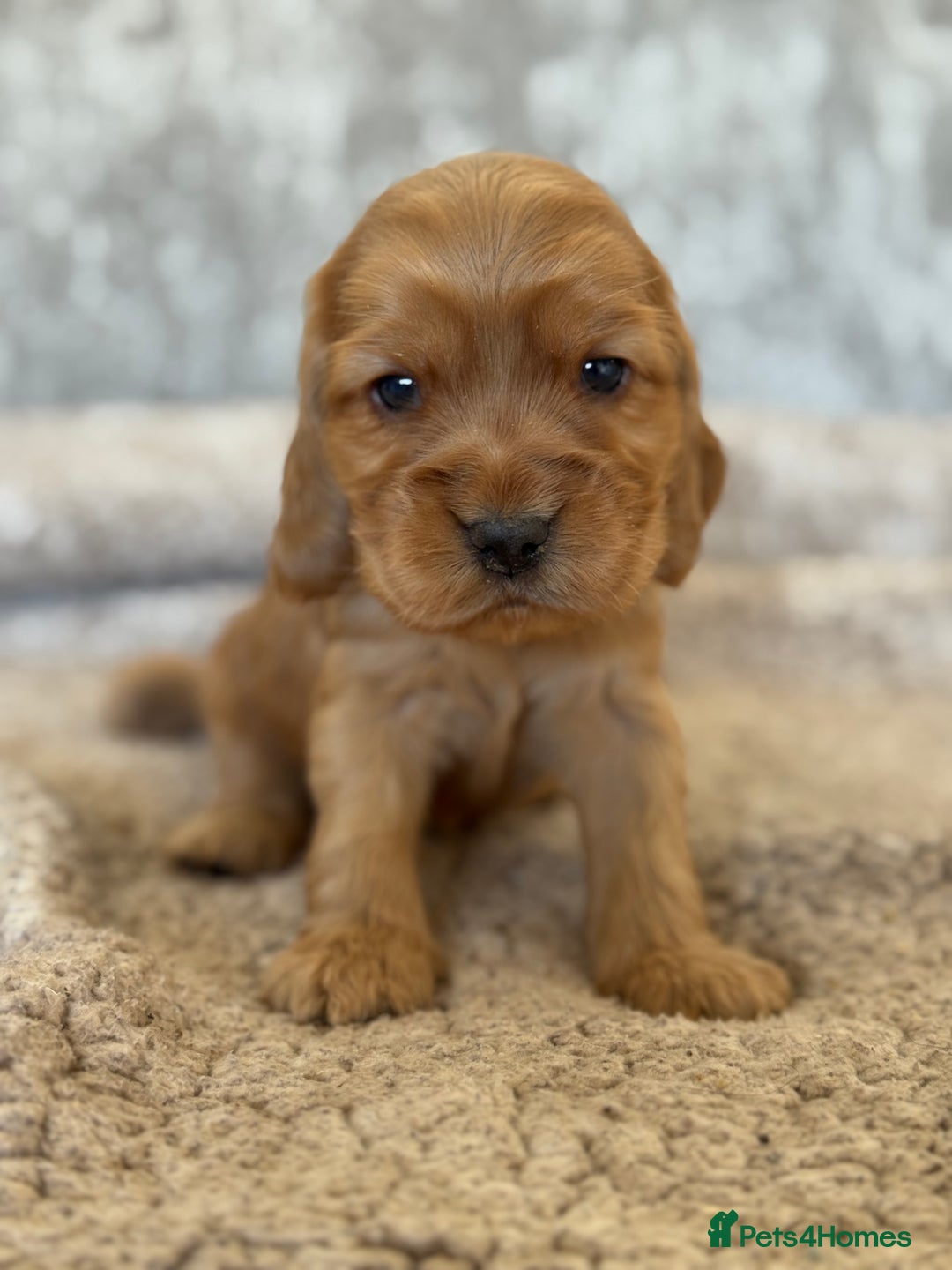 Cocker Spaniel dogs for sale: BEAUTIFUL KC REGISTERED SHOW TYPE HEALTH TESTED - Image 17