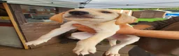 Lurcher dogs for sale: Lurcher in Newcastle - Advert 7