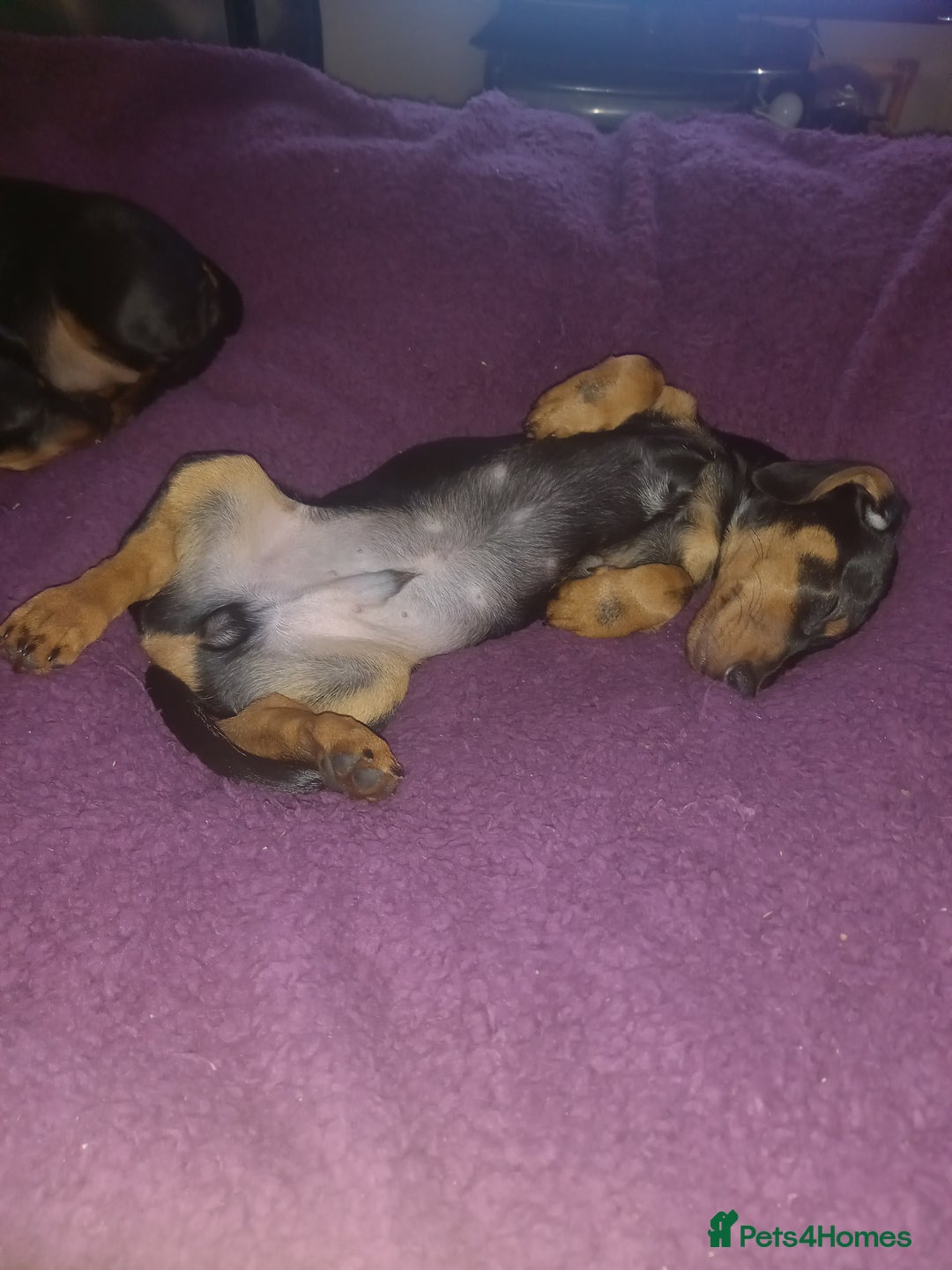 Dachshund dogs for sale: Dachsunds 3/4 breed - Advert 5