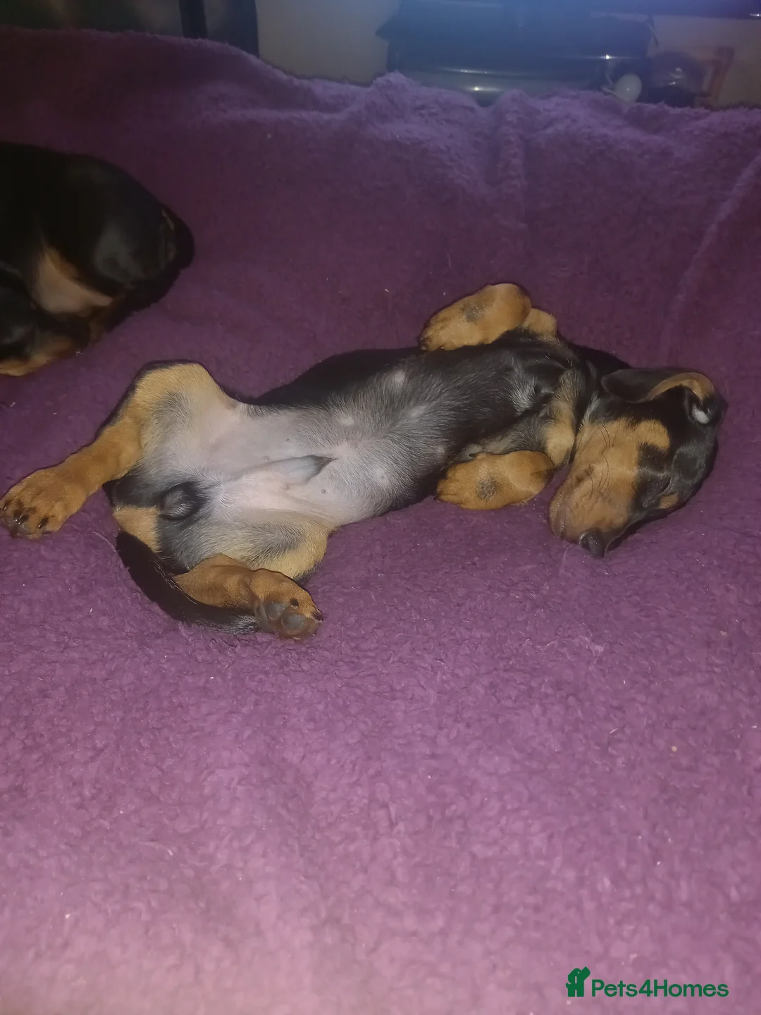 Dachshund dogs for sale: Dachsunds 3/4 breed - Advert 5
