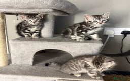 Mixed Breed cats for sale: 5 cute kittens for sale.  - Image 13