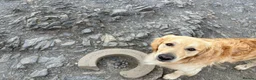 Goldador dogs for sale: Golden Retriever Labrador Puppies Due - Advert 8