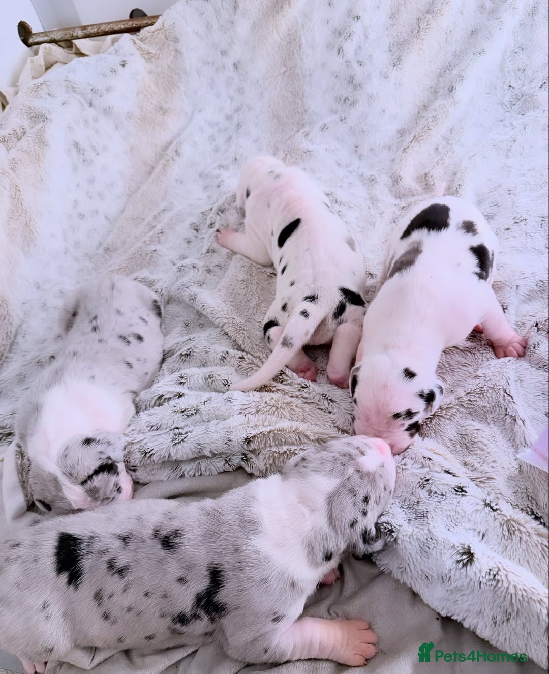 Great Dane dogs for sale: Great Danes Available–Gentle Giants in the Making - Advert 7