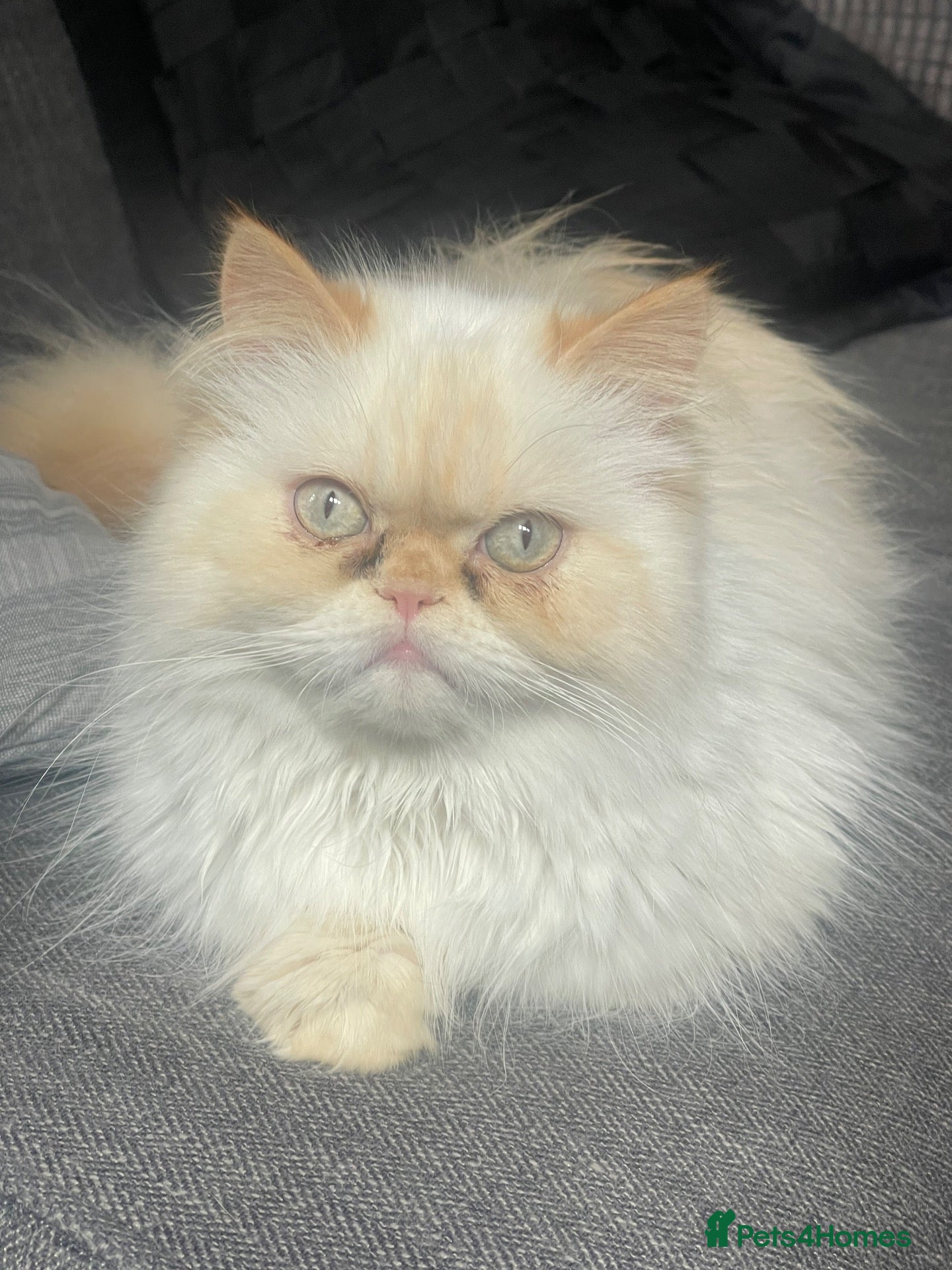 Persian cats Persian girls just over 2 years old  - Advert 6