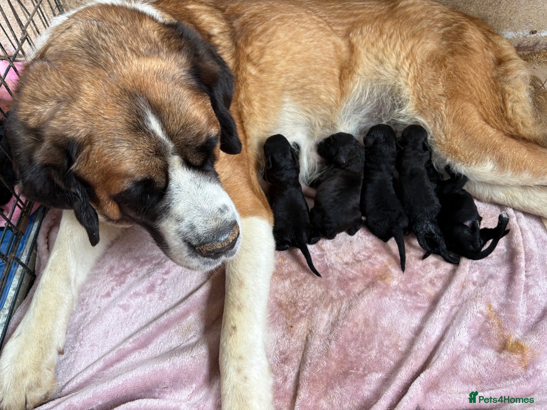 Bernedoodle dogs for sale: f1 St Berdoodle Pups - Image 1