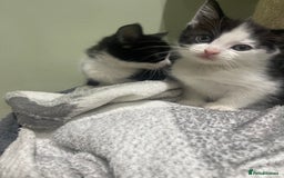 Mixed Breed cats for sale: BEAUTIFUL KITTENS  - Image 9