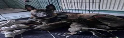Mixed Breed dogs for sale: DUTCH SHEPARD X STAFFY PUP in Birmingham - Advert 3