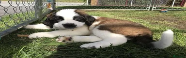 Saint Bernard 1