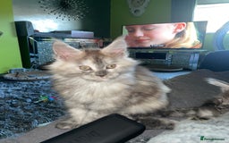 Maine Coon cats for sale: TICA registered Maine coon kittens  - Image 37