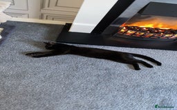 Domestic Shorthair cats for sale: Male domestic short hair  - Image 4