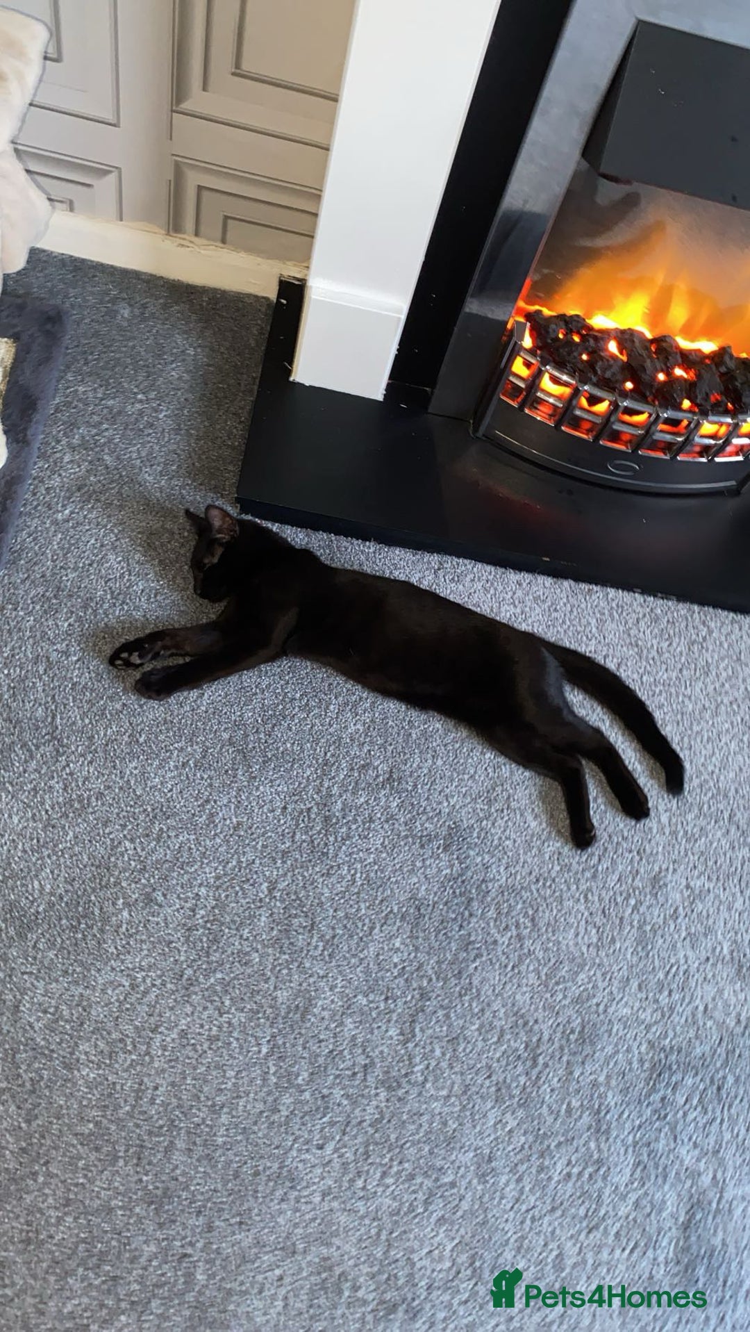 Domestic Shorthair cats for sale: Male domestic short hair  - Image 4