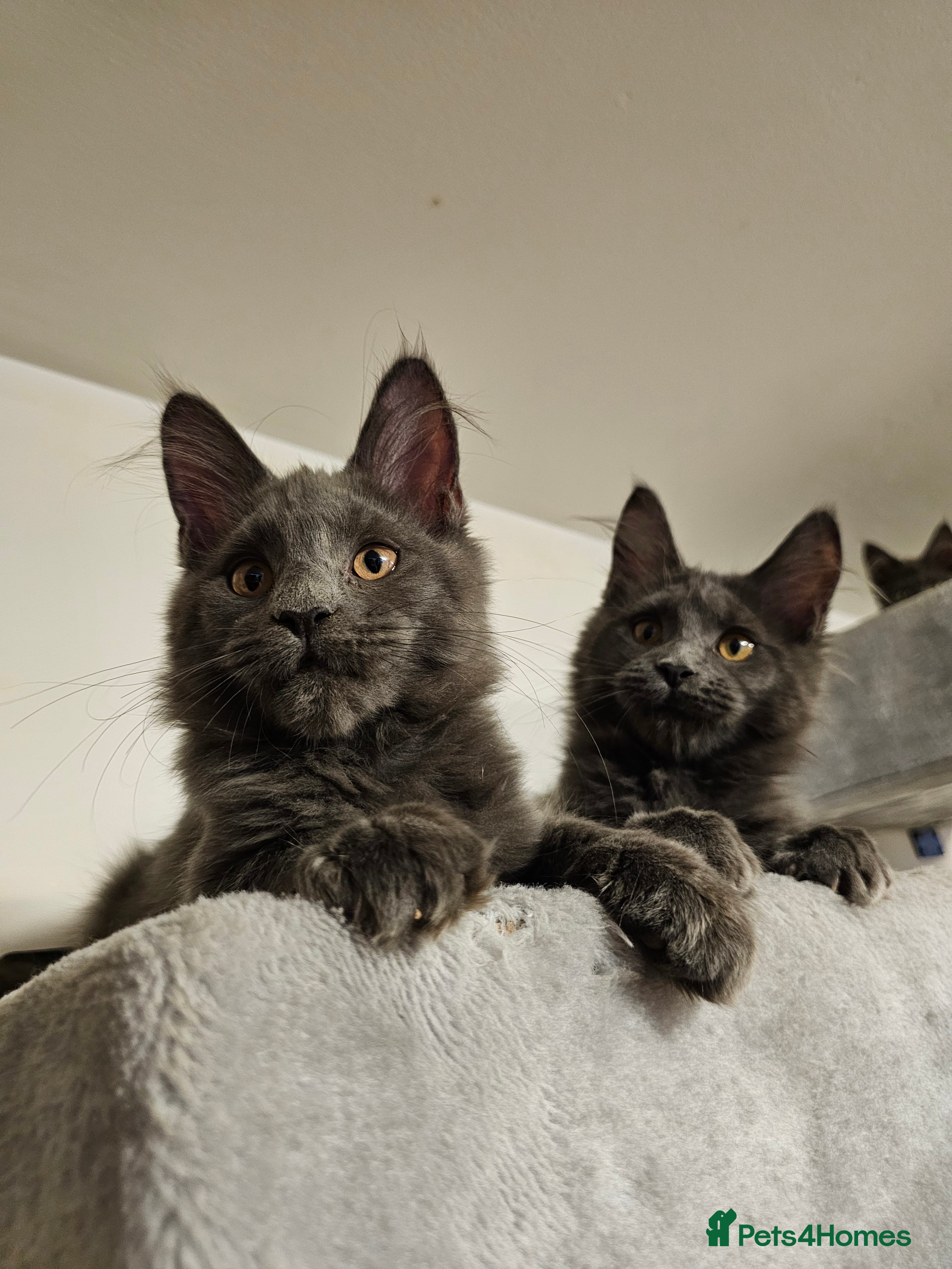 Maine Coon cats 🔥*STUNNING Litter of 6 Solid*💎*Blue Maine Coon💎 - Advert 3