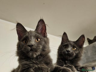 Maine Coon cats 🔥*STUNNING Litter of 6 Solid*💎*Blue Maine Coon💎 - Advert 3