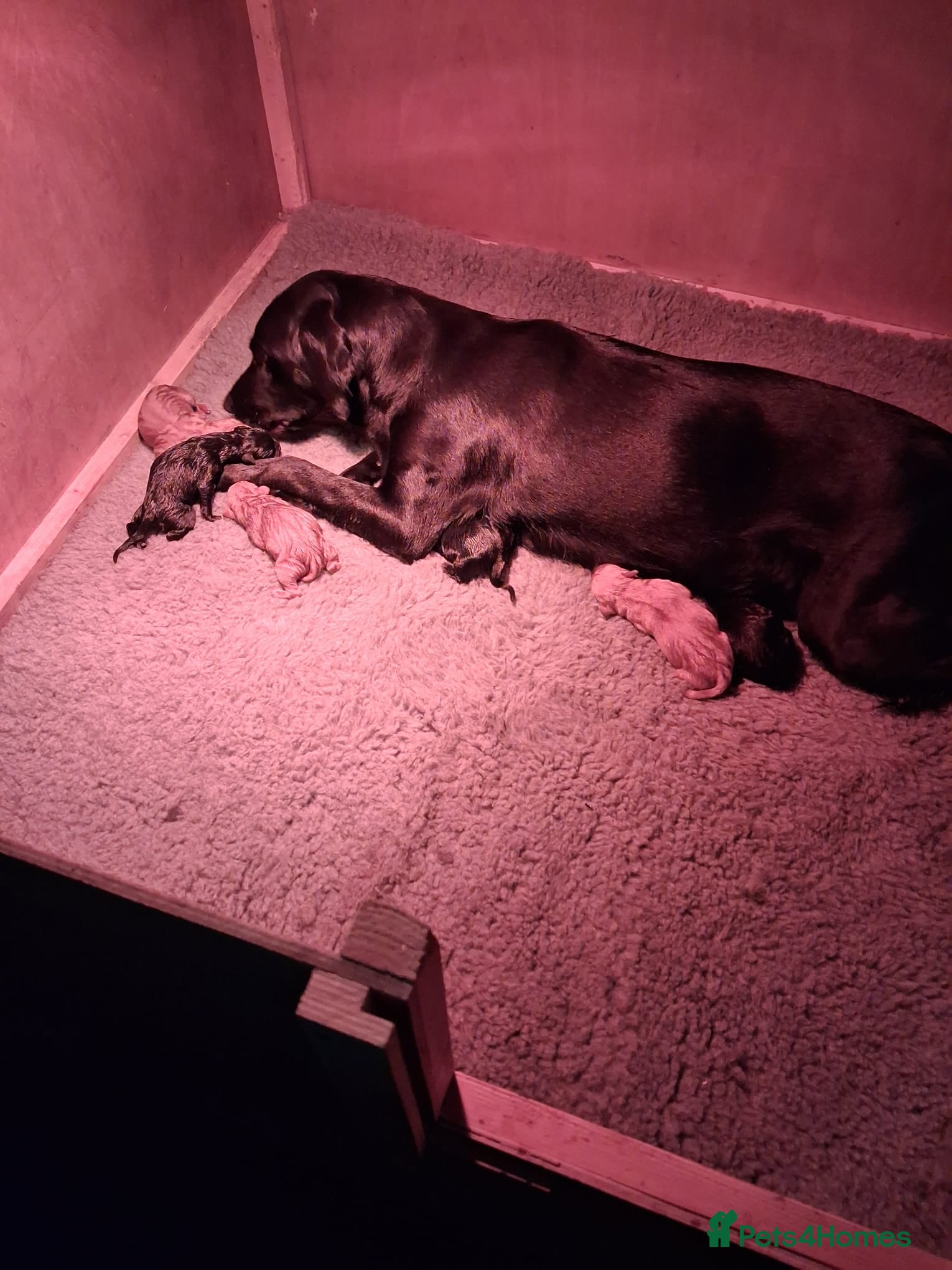 Labrador Retriever dogs Labrador fox Red and black puppies  - Advert 2